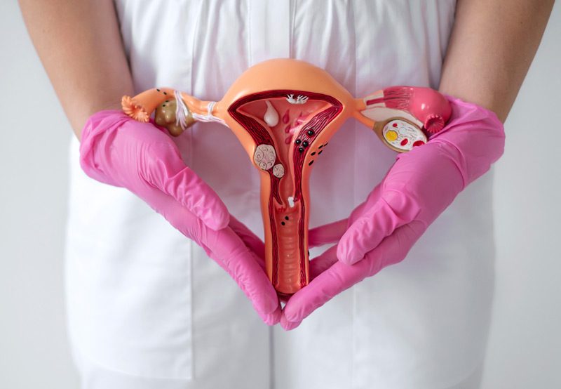 A-model-of-female-reproductive-organs