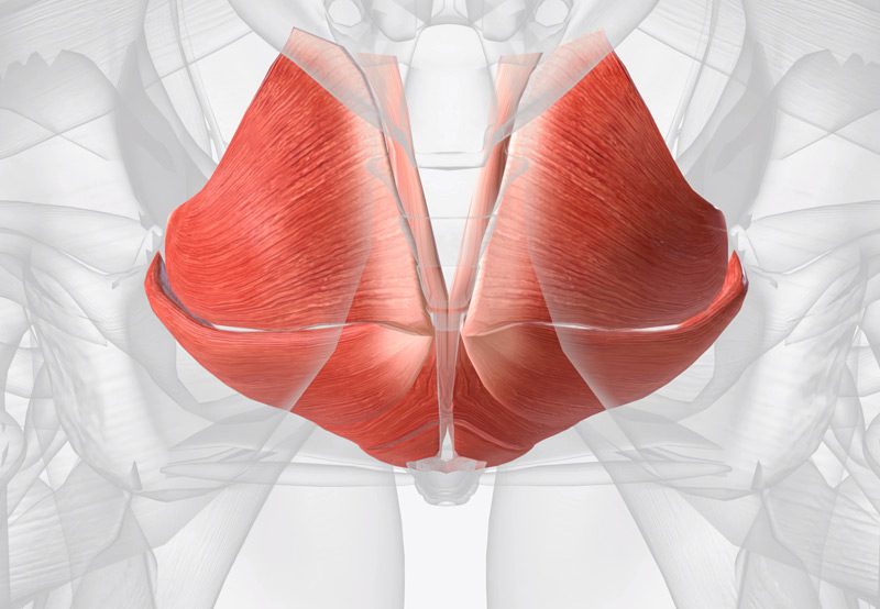 Anatomical-illustration-of-female-pelvic-floor-muscles
