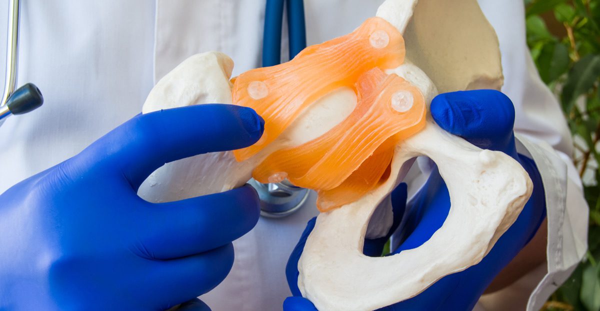 Anatomical-model-of-human-pelvis-with-pelvic-bones