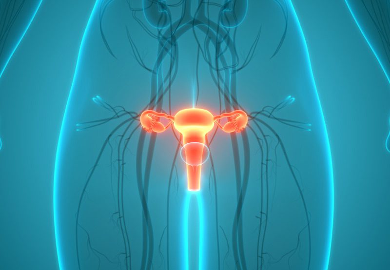 Detailed-illustration-of-pelvic-nerve-anatomy