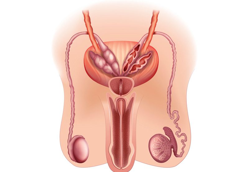 Diagram-of-the-male-reproductive-system-depicting-testicular-dysfunction