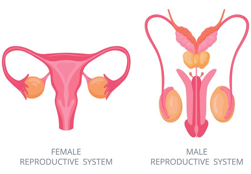 Flat-vector-illustration-of-male-and-female-reproductive-system