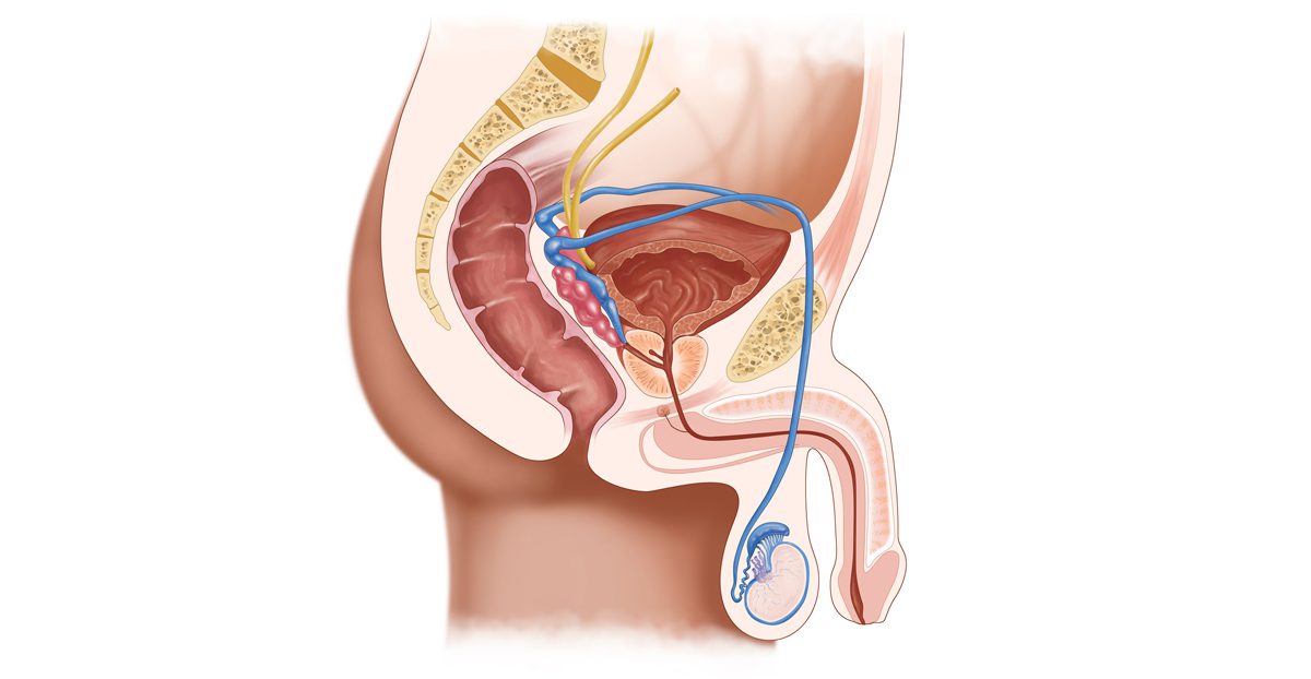 Illustration-of-male-sexual-organs-testis