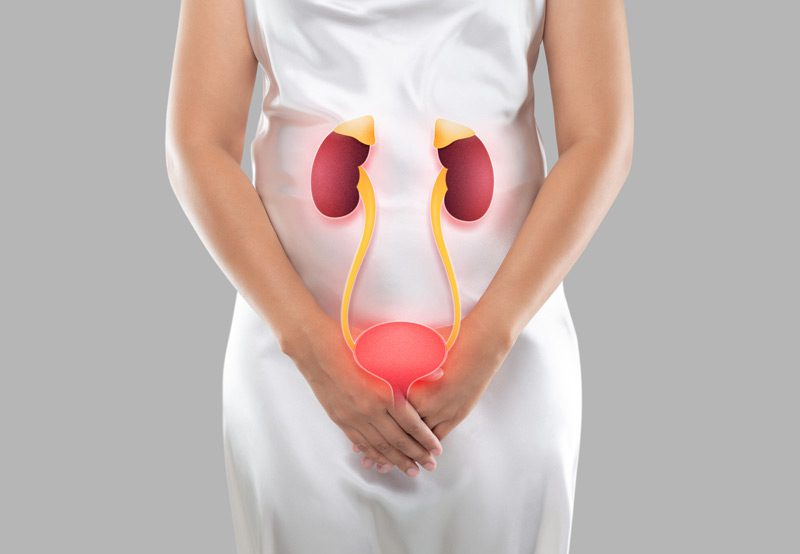 Illustration-of-woman-bladder-and-kidneys