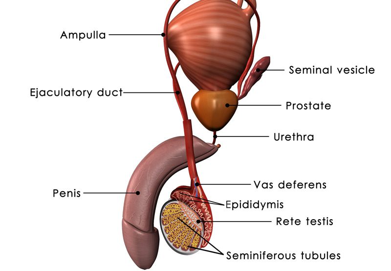 Structure-of-the-male-reproductive-system