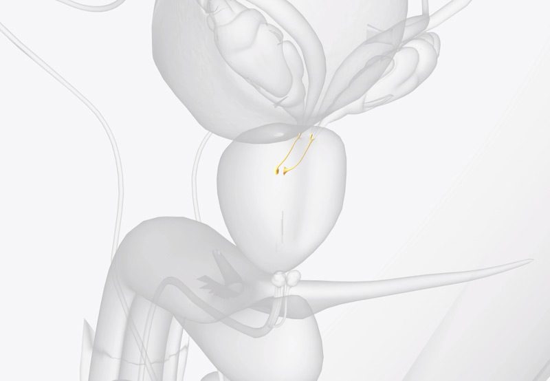 The-ejaculatory-ducts-in-male-reproductive-system