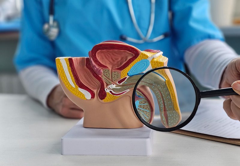 Anatomical-model-of-the-human-reproductive-system