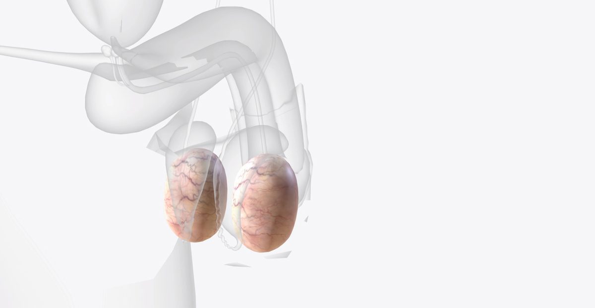 Illustration depicting the testes inside the scrotum
