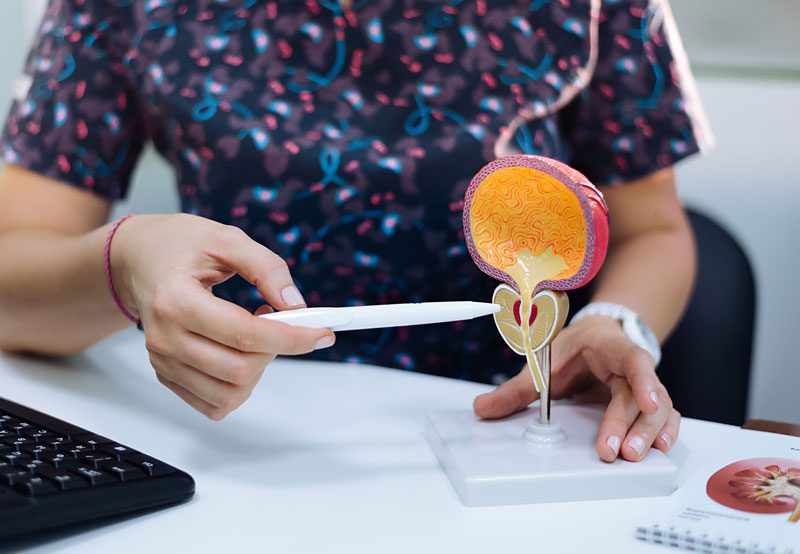 A-urologist-explains-a-diagnosis-using-a-model