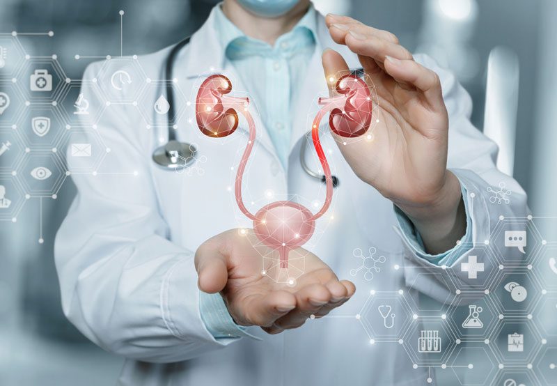 Concept-of-urinary-system-model