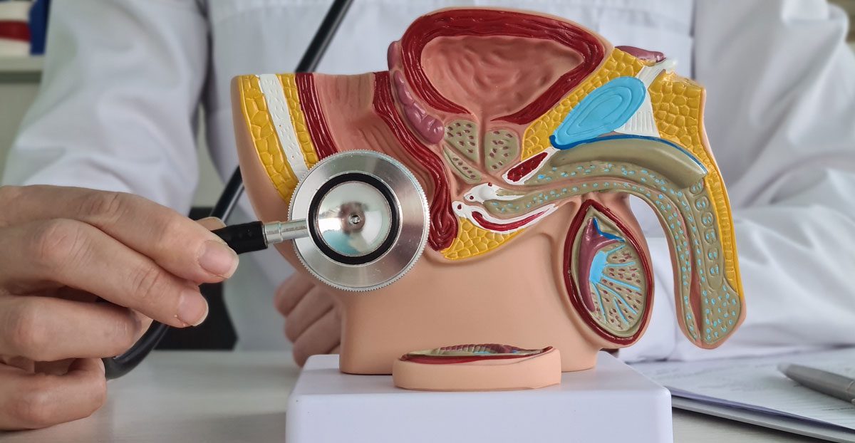 Doctor-showing-male-urinary-system-model