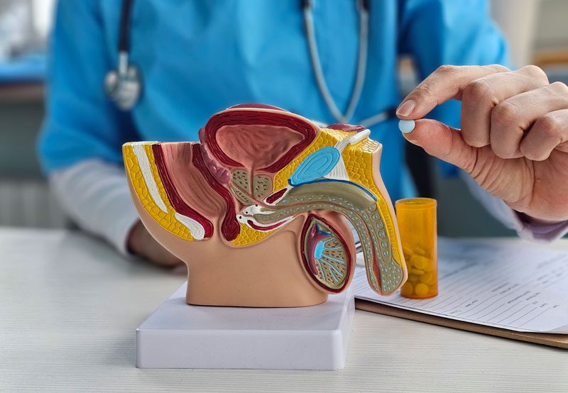 Doctor-with-model-of-the-male-reproductive-system