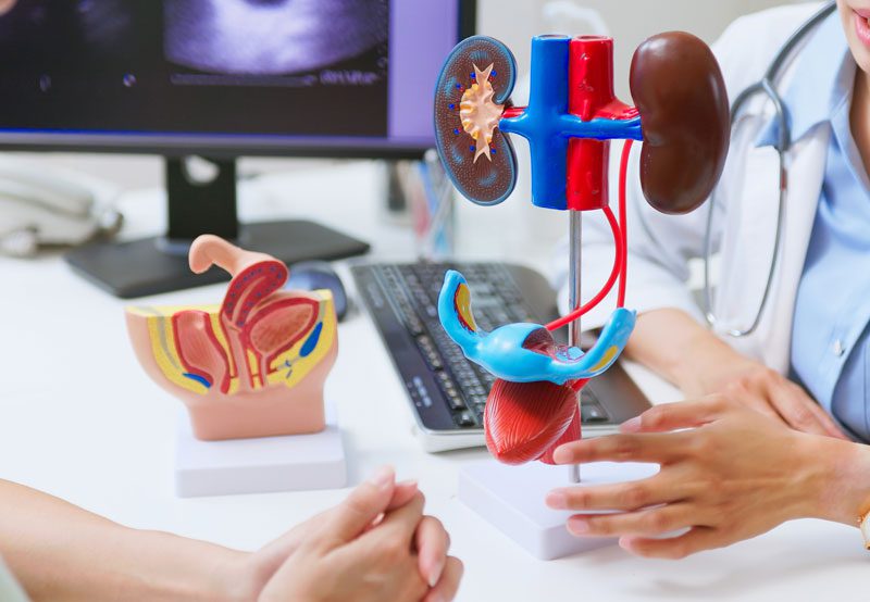 Female-doctor-explains-a-urinary-issue-with-model Female-doctor-explains-a-urinary-issue-with-model