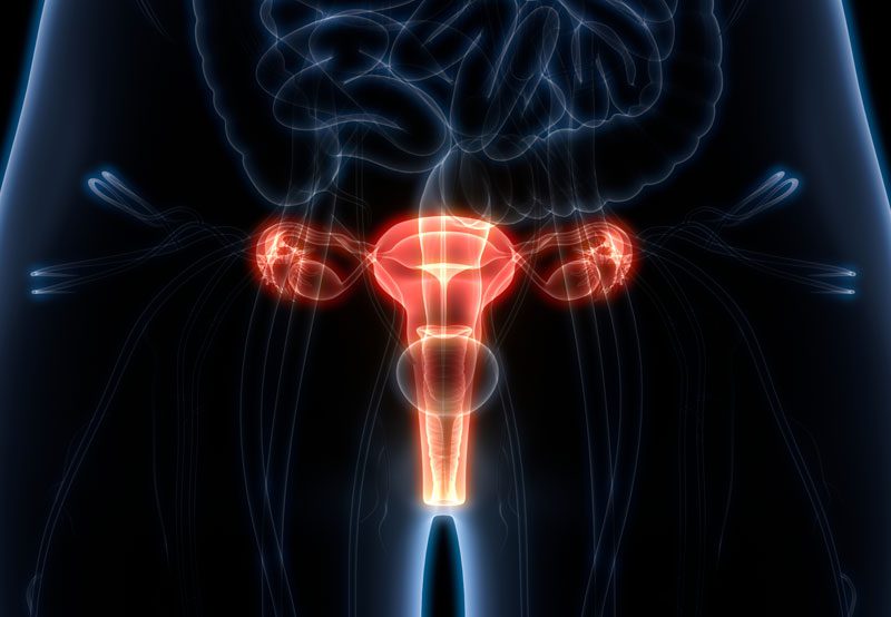 Female-reproductive-system-anatomy