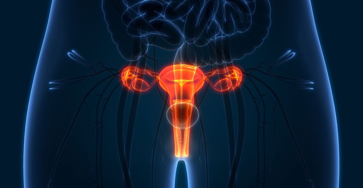 Female-reproductive-system-anatomy Female-reproductive-system-anatomy