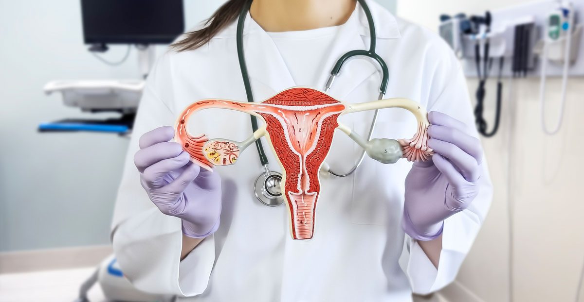 Gynecologist-holding-female-reproductive-system-anatomical-model Gynecologist-holding-female-reproductive-system-anatomical-model