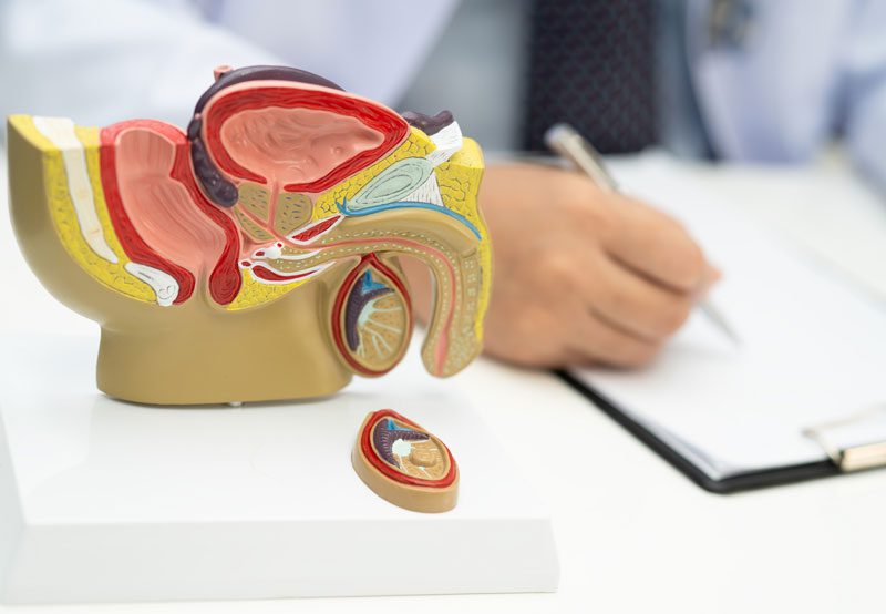 Healthcare-professional-explaining-male-reproductive-anatomy-using-a-model