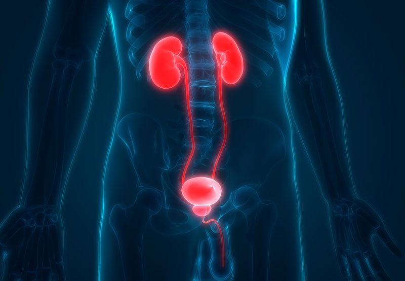 Illustration-of-the-urologic-system