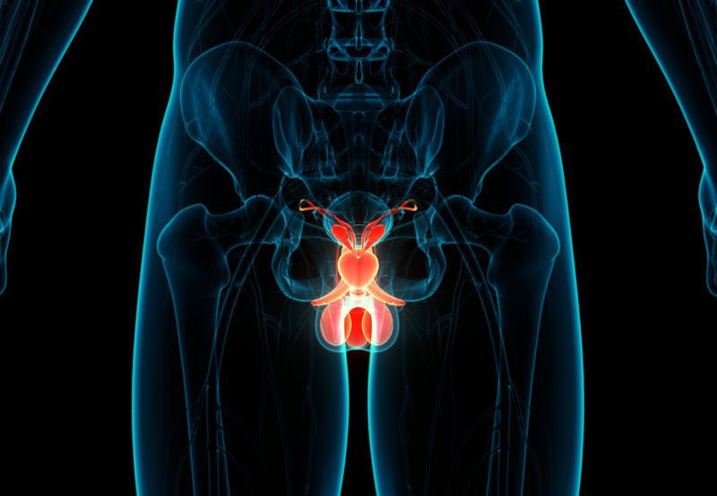 Male-reproductive-system-anatomy