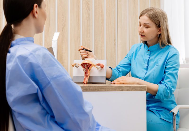 Model-of-the-uterus-and-ovaries-to-demonstrate-female-reproductive-health